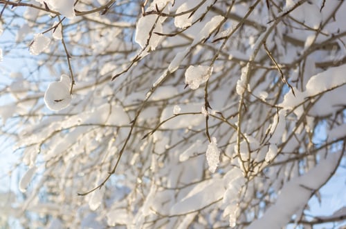 Preview: Winter Landscape - Snow And Icicles On Tree Branches Sparkle In The Rays Of The Bright Sun