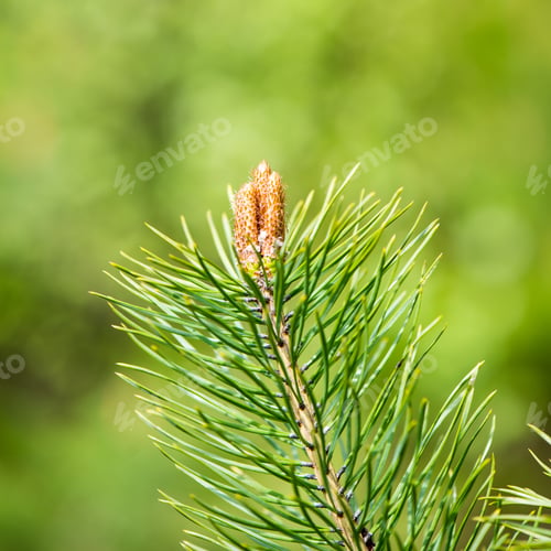 Preview: Pine Tree Blossoms In Spring On Blur Background. Square Image.