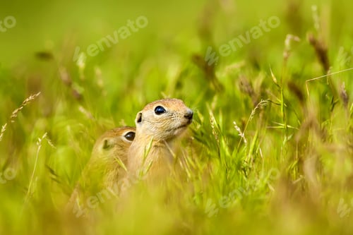 Preview: Cute Squirrel And Nature. Wide Angle Nature Photo. Green Grass Background. Animal: European Ground