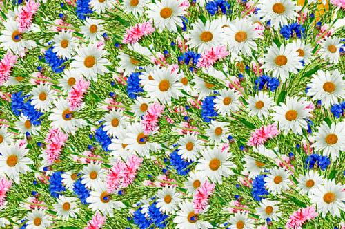 Preview: Daisy and Cornflower Colorful Floral Pattern Background