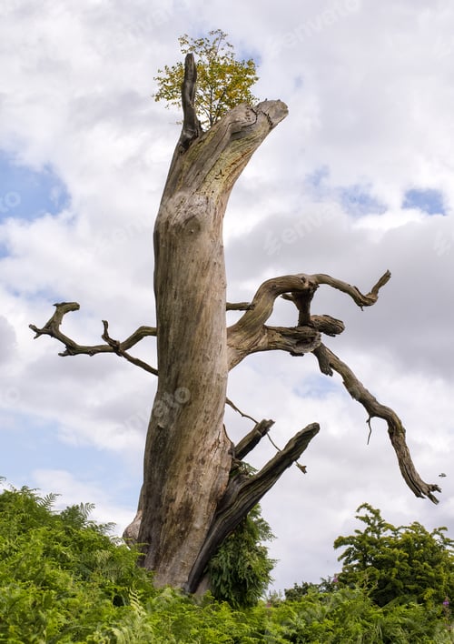 Preview: Solitary Tree