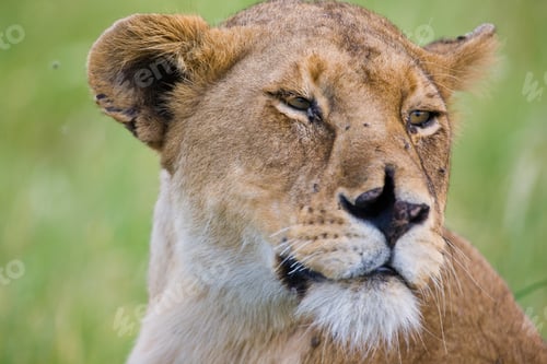 Preview: Injured Lioness In The Serengeti National Park, Tanzania