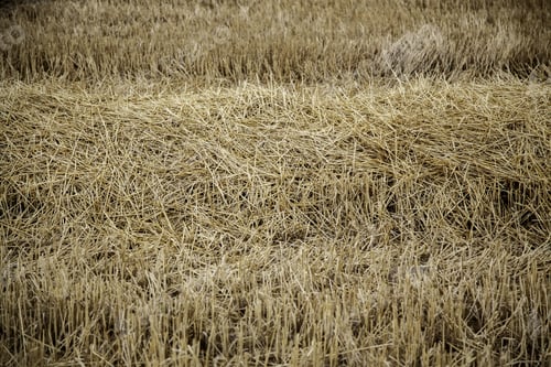 Preview: Wheat Field Background, Agriculture And Cereal Detail