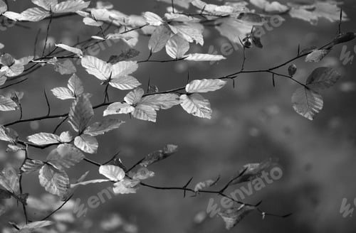 Preview: Autumn Leaves On A Branch Black And White Of Backgrounds