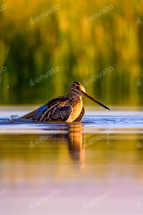 Preview: Bathing Bird. Green Yellow Nature Background. Bird: Common Snipe. Gallinago Gallinago.