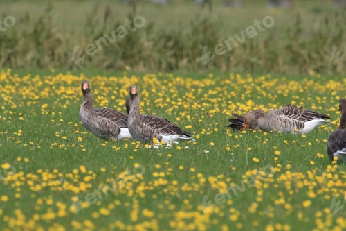 Preview: Greylag Goose (Anser Anser)