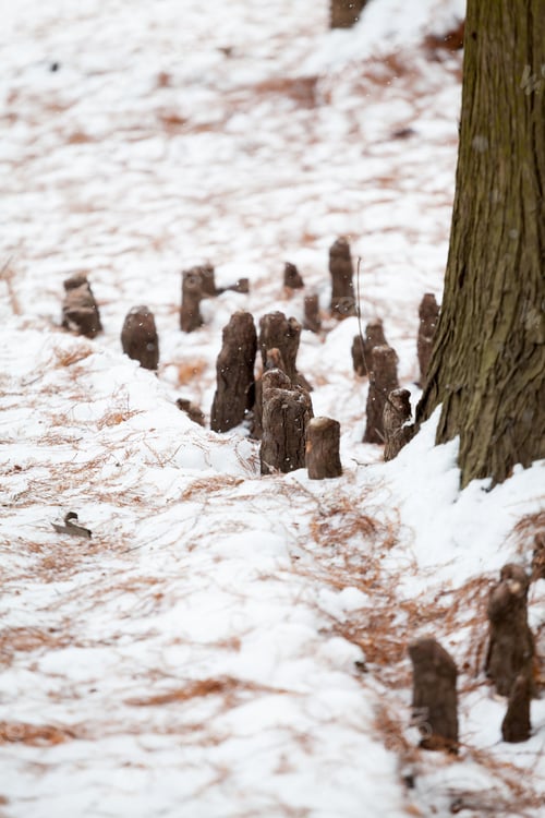 Preview: Winter Landscape In The Park With Tree Bark And Details