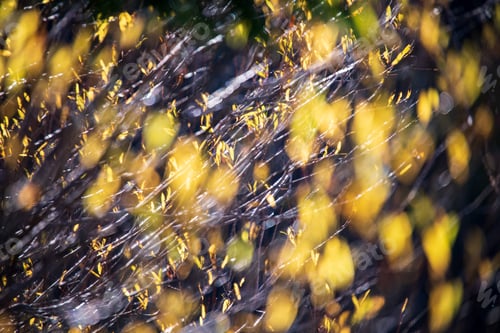 Preview: Autumn Colored Golden Tree Leaves In Nature In Sunny Day In Fall