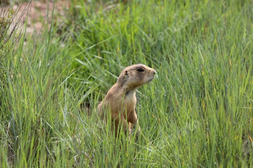 Preview: Utah Prairie Dog - Bryce Canyon National Park