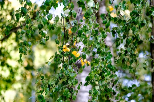 Preview: Birch Trees With Yellow And Green Leaves In Autumn Park With Blur Background Before Winter