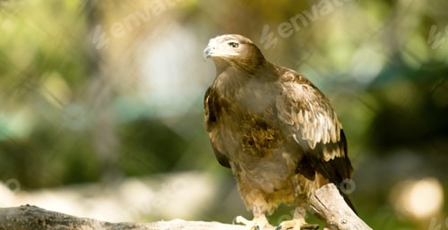 Preview: Eagle Close Up In A Zoo For The Grid