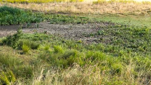 Preview: A Water Hole Dried Up During The Uk Summer Heatwave 2018