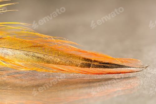 Preview: Colorful Rooster Feather With Details And Reflexions