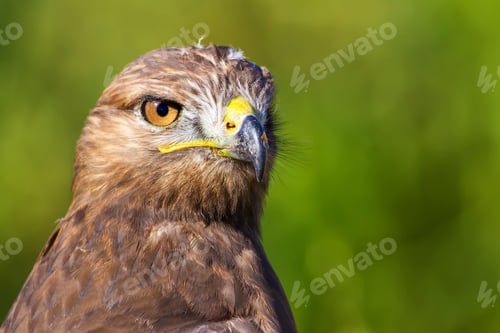 Preview: Bird Of Prey. Portrait. Green Nature Background. Bird: Common Buzzard. Buteo Buteo.