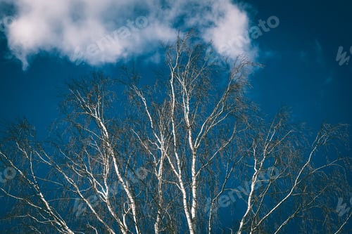 Preview: Trees In The Forest - The Crown Of Leaves Against The Sky In Spring - Vintage Matte Look