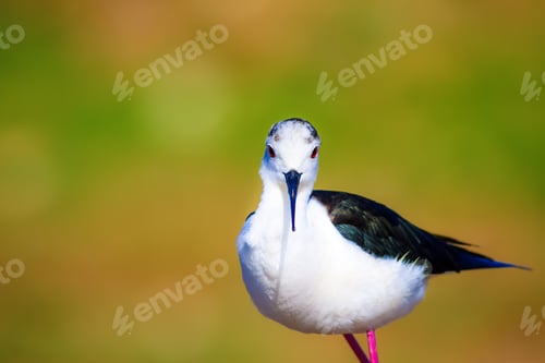Preview: Cute Water Bird. Colorful Nature Background. Common Water Bird.