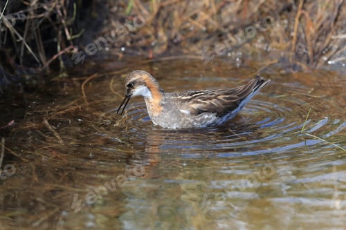 Preview: Red-Necked Phalarope (Phalaropus Lobatus) Iceland