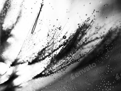 Preview: Black And White Underwater Dandelion Seeds With Bubbles