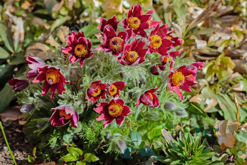 Preview: Beautiful Spring Red Flowers Pasqueflower Garden. Pasqueflower (Pulsatilla Vulgaris) In Spring