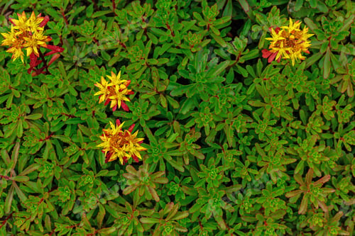 Preview: Sedum Kamtschaticum Fitsch On The Alpine Slide In The Garden