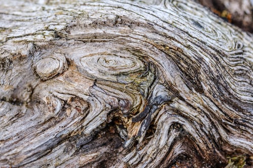 Preview: Old Wooden Log Abstract Texture. Aging Tree Trunk Pattern