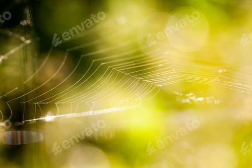 Preview: Abstract Composition With Spider Web Details And Natural Colors