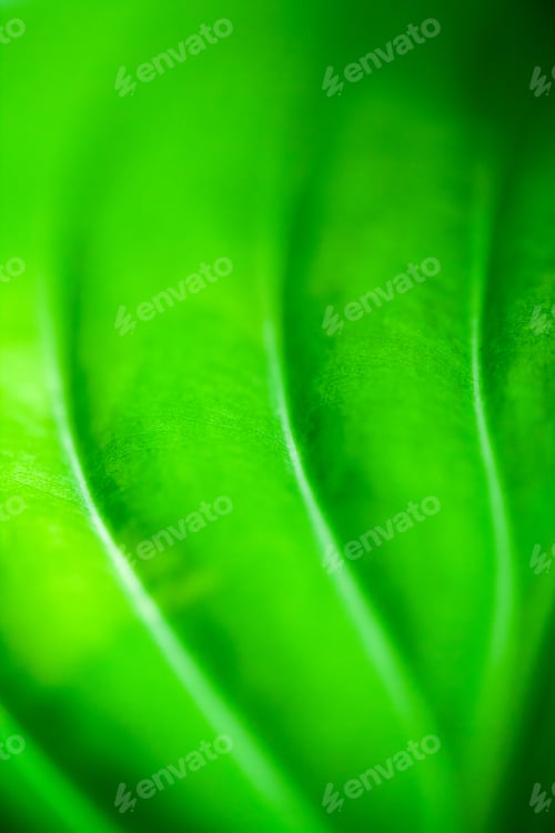 Preview: Green, Abstract Composition With Leaf Texture And Soft Focus