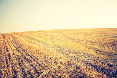 Preview: Vintage Photo Of Stubble Field
