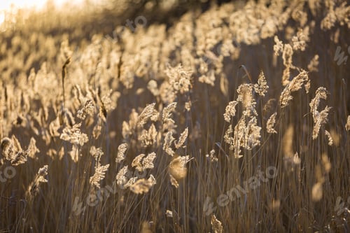 Preview: Beautiful Withered Reeds Growing On Lake Shore In Golden Light At Sunset