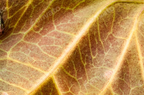 Preview: Codiaeum Leaves With Beautiful Vein And Details