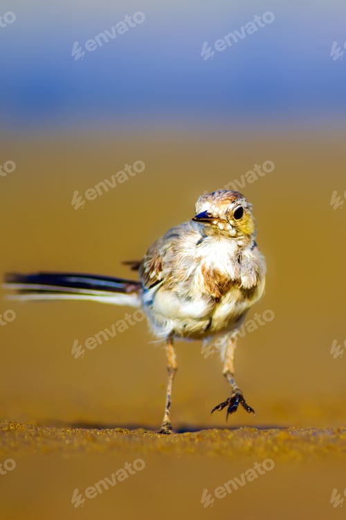 Preview: White Wagtail. Blue Sea And Yellow Sand Nature Background. White Wagtail Motacilla Alba.