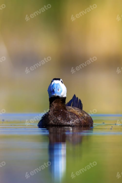 Preview: Swimming Duck. Colorful Nature Background. Bird: White Headed Duck. Oxyura Leucocephala.