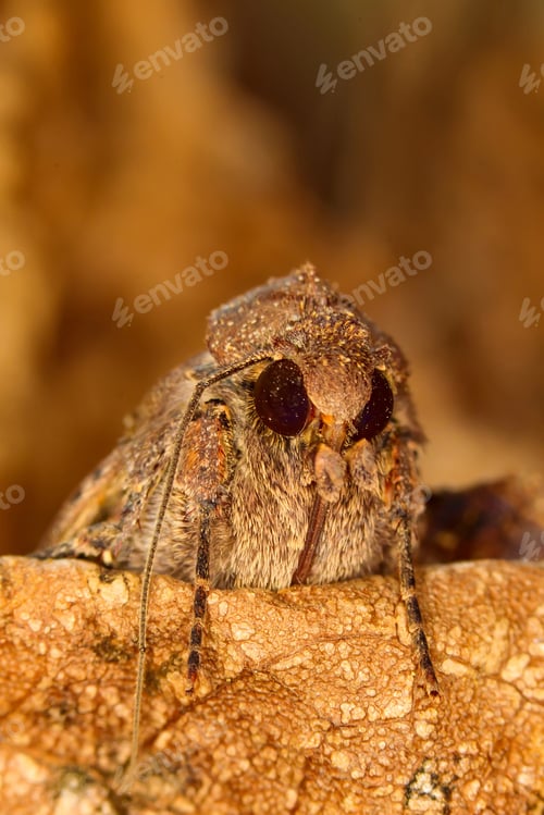 Preview: Portrait Head Of Clothes Moth. Macro Photography. Natural Yellow Background.
