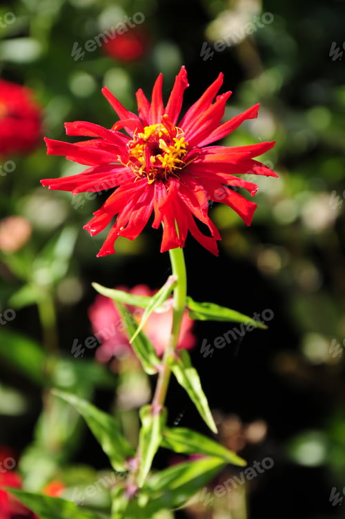 Preview: Red Zinnia In Bloom