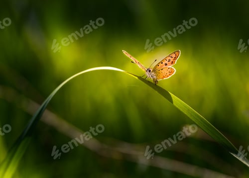 Preview: Beautiful Butterfly Sitting On Grass Leaf. Macro Of Butterfly, Useful As Background
