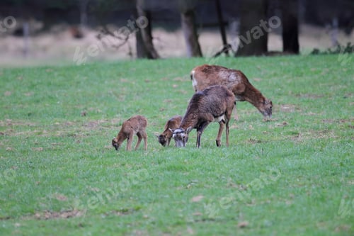 Preview: Big European Mouflon ( Ovis Orientalis ) On The Grassland Wild Animal In The Nature Habitat, Saxony