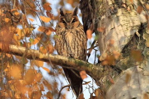 Preview: Long-Eared Owl (Asio Otus) Germany