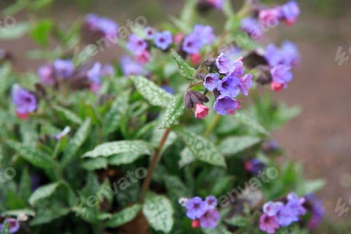 Preview: Pink And Blue Flowers Unspotted Lungwort Or Suffolk Lungwort (Pulmonaria Obskura) In The Early