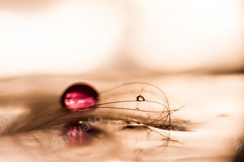 Preview: Macro, Abstract Composition With Colorful Water Drops On Dandelion Seeds