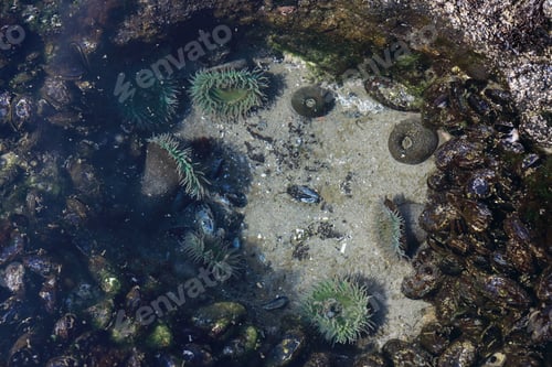 Preview: A Tidal Pool Filled With Sea Anemones And Mussels On The West Coast Oregon Usa