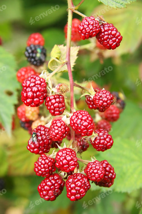 Preview: Red Immature Blackberries Hanging On Branch