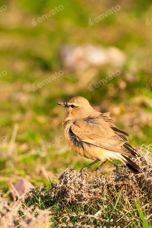 Preview: Cute Bird. Green Natural Background.