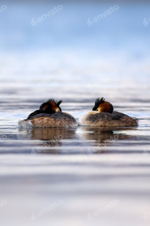 Preview: Lovers In Sleep. Couple Birds. Blue Water Background. Bird: Great Crested Grebe. Podiceps Cristatus.