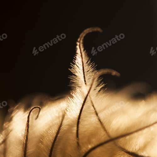 Preview: Beautiful Dried Herbs