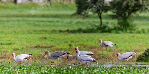 Preview: Yellow-Billed Storks (Mycteria Ibis) At Lake Naivasha, Kenya