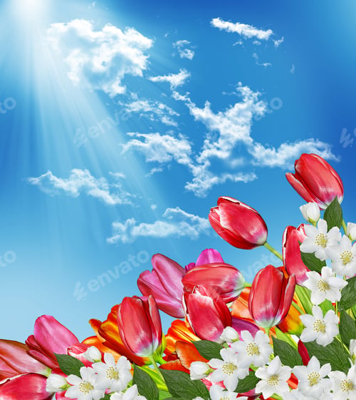 Preview: Spring Flowers Tulips On The Background Of Blue Sky With Clouds
