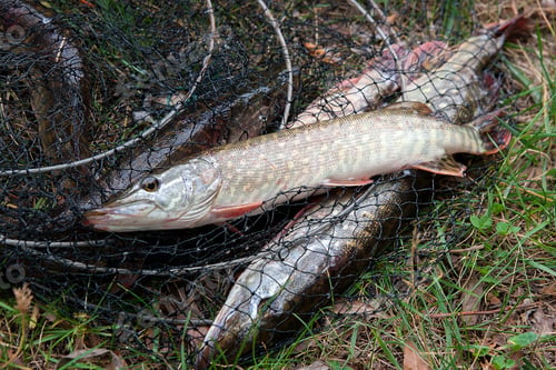 Preview: Freshwater Northern Pike Fish Know As Esox Lucius Lying On Landing Net. Fishing Concept, Good Catch