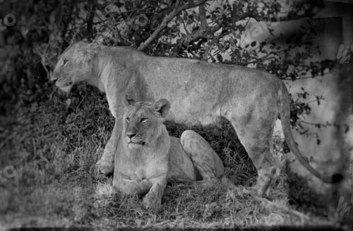 Preview: Vintage Style Image Of Two African Lionesses In The Maasai Mara National Park, Kenya