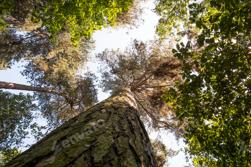 Preview: Vertical Perspective Of A Tall Pine Tree