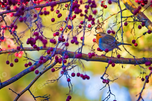 Preview: Cute Bird Robin. Colorful Nature Background European Robin / Erithacus Rubecula